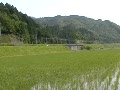 動画:特急「日本海」 湖西線 永原~マキノ